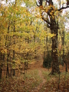 Big Old Tree With Blaze. by Yonah Ada-Hi in Trail & Blazes in North Carolina & Tennessee