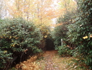 Dark Rhodo Tunnel. by Yonah Ada-Hi in Trail & Blazes in North Carolina & Tennessee