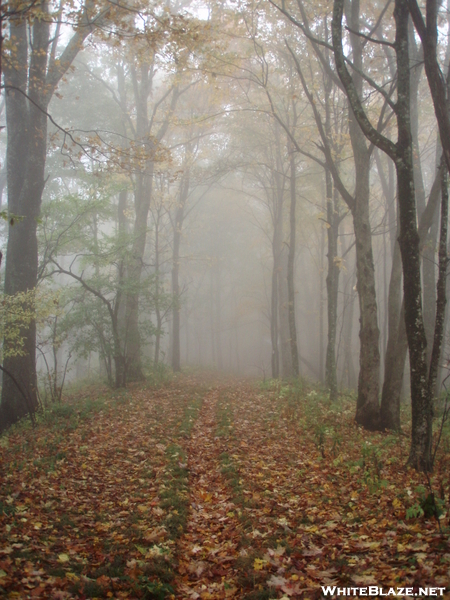 Misty Day