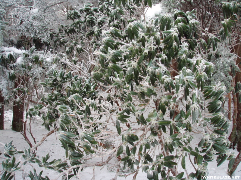 Roan Mountain Traverse Dec 2009