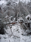 Roan Mountain Traverse Dec 2009 by Yonah Ada-Hi in Trail & Blazes in North Carolina & Tennessee