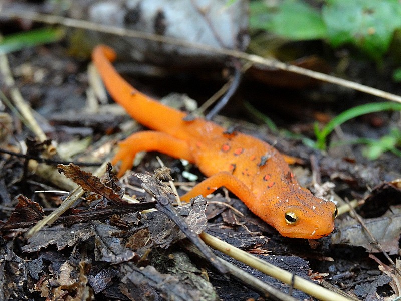 red eft