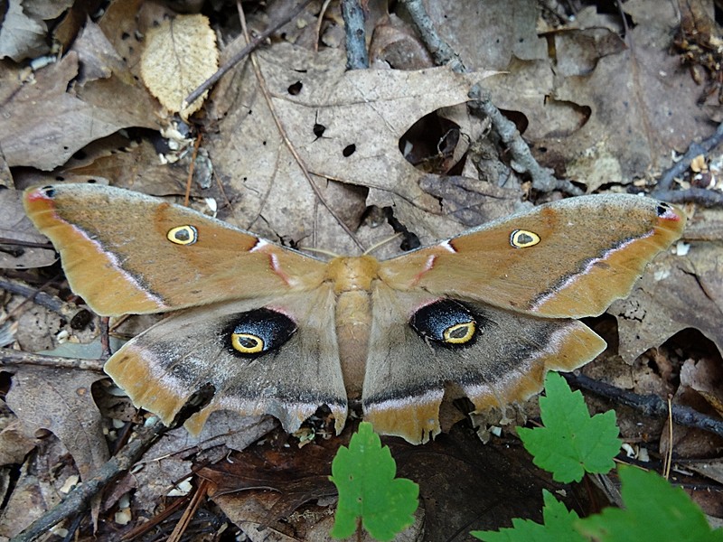 gigantic moth