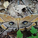 gigantic moth by mountain squid in Other