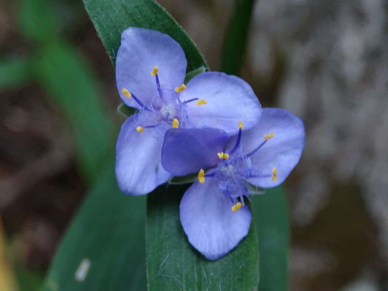 purple flower