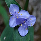 purple flower by mountain squid in Flowers