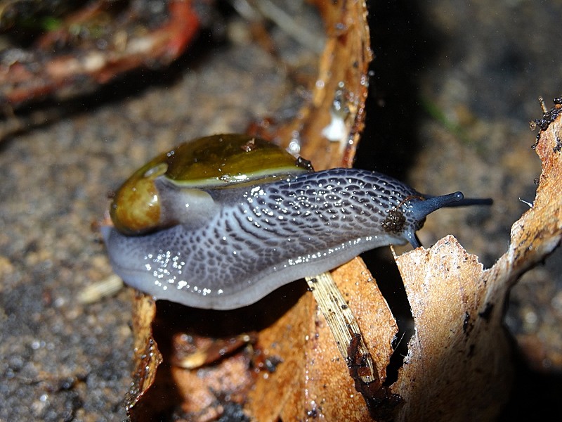 snail or slug?