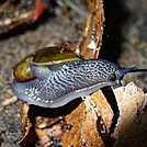 snail or slug?