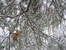 Winter In TN '10 by mountain squid in Trail & Blazes in North Carolina & Tennessee