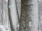 Winter in TN '10 by mountain squid in Trail & Blazes in North Carolina & Tennessee