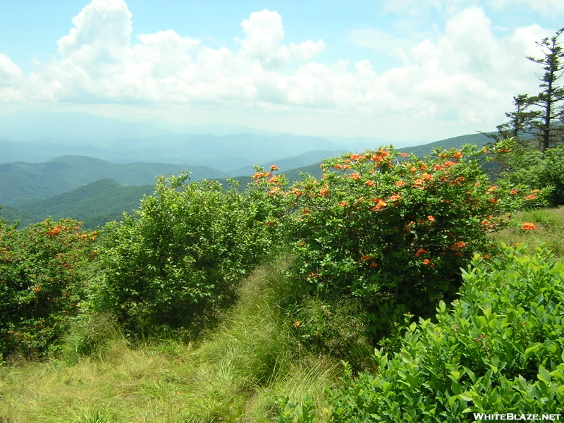 Roan Highlands TN/NC, 6/24/10