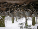 at Roan High Knob Shelter, TN 12/11/10 by mountain squid in Other