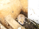 Shaker Campsite Mouse