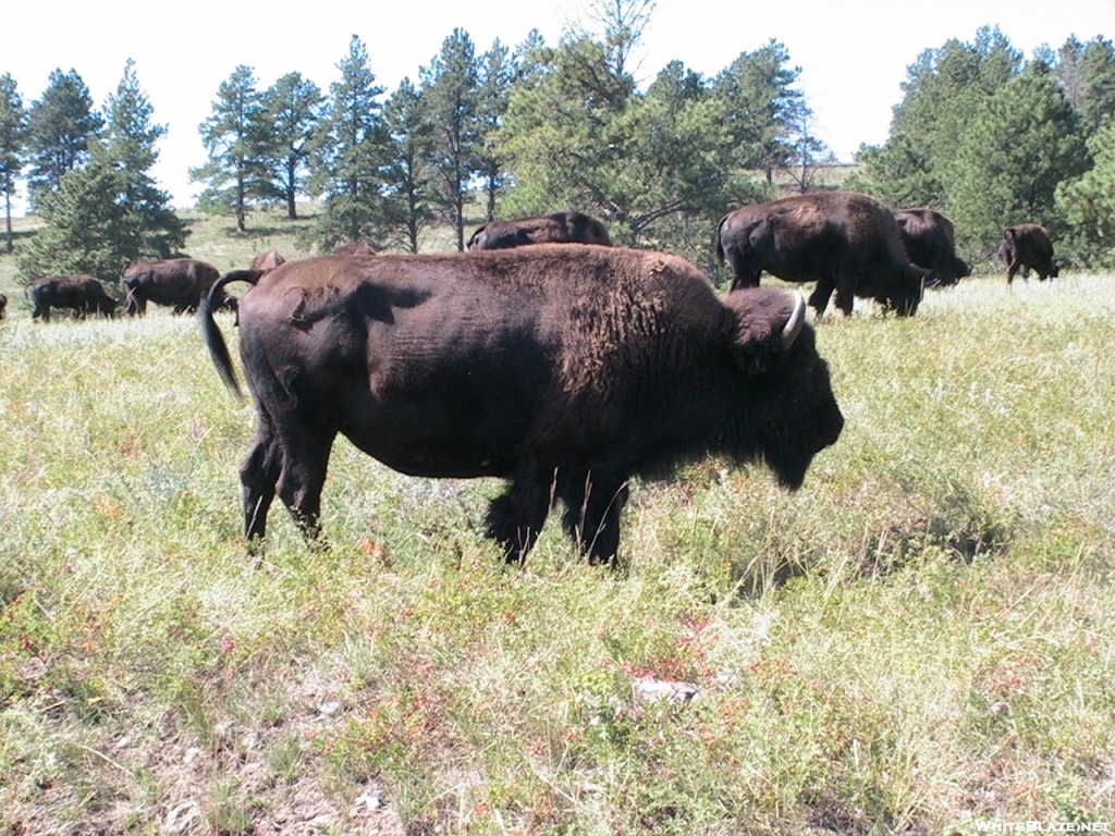 Bison at Custer State Park, South Dakota