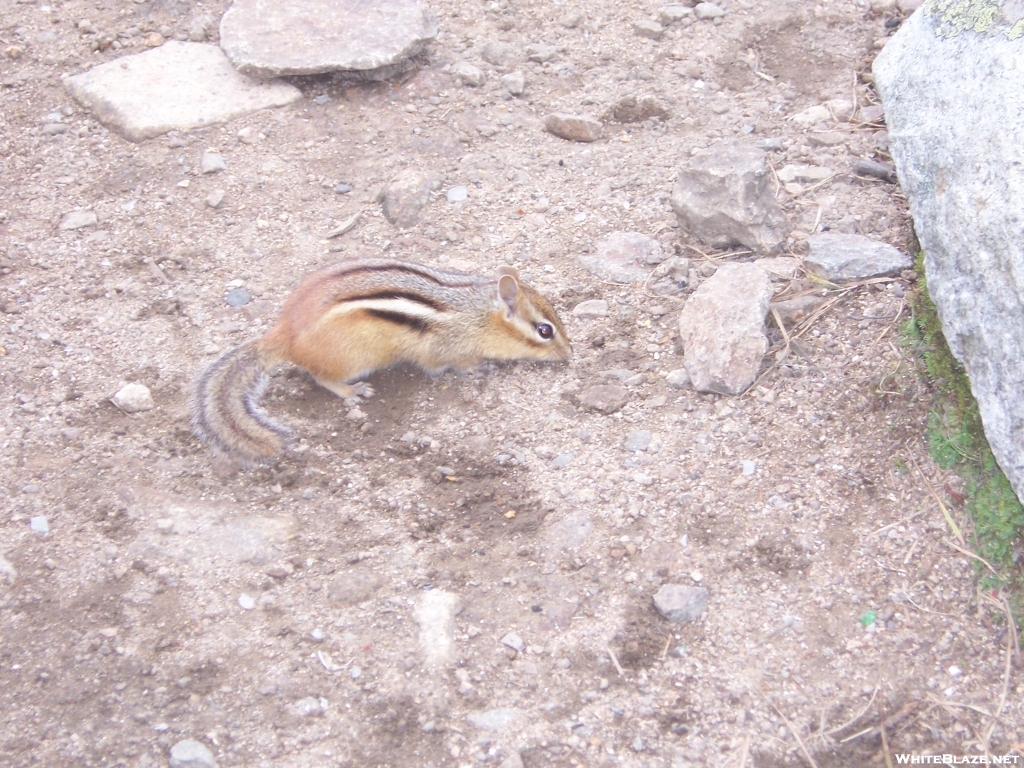 Chipmunk on Mt.Lafayette Fall2007