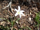 Congaree Swamp, Sc by OldStormcrow in Flowers