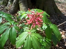 Congaree Swamp by OldStormcrow in Flowers