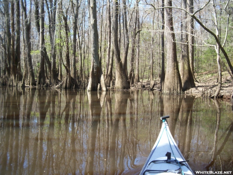 Congaree Swamp, Sc