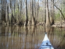 Congaree Swamp, Sc