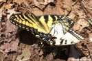 Mating butterflies