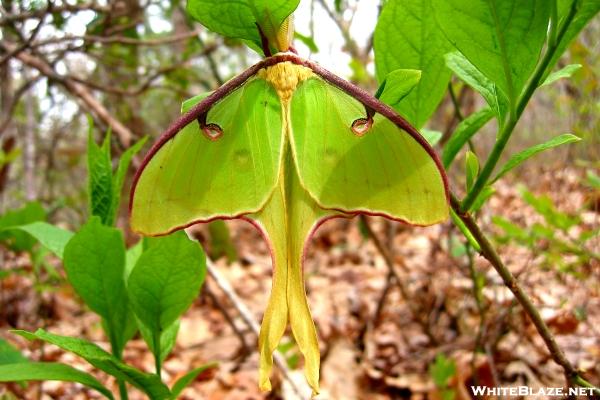 Luna Moth