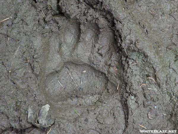 Bear track