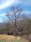 Hike To Sarver's Cabin by jla6357 in Trail & Blazes in Virginia & West Virginia