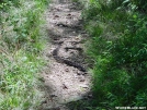 Chatahoochee Gap Rattler by UnkaJesse in Snakes