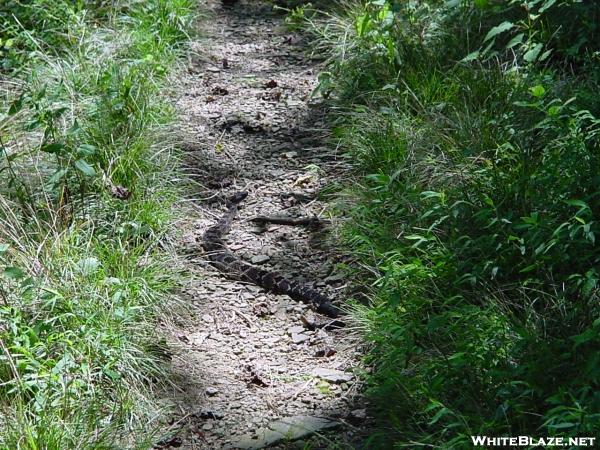 Chatahoochee Gap Rattler