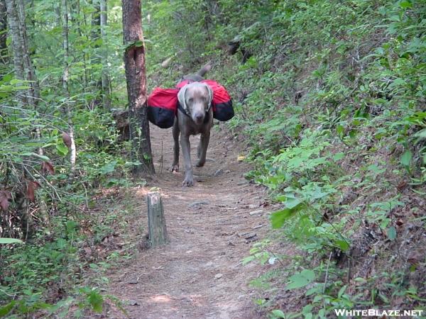 My Hiking Buddy