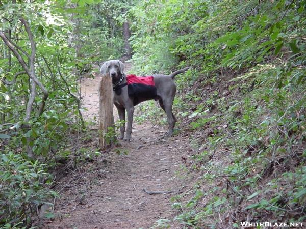 My Hiking Buddy