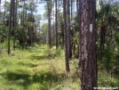 FNST -- Jeep road walk by Amigi'sLastStand in Other Trails