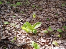 Ladyslipper by unpeachy in Views in Maine