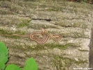 some kind of snake idk? by deadhiker in Snakes