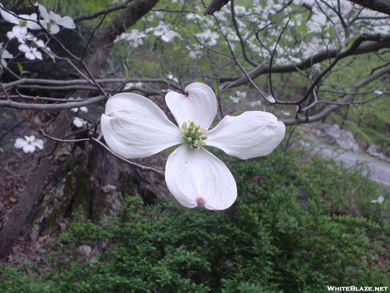 Dogwood Tree In Ny