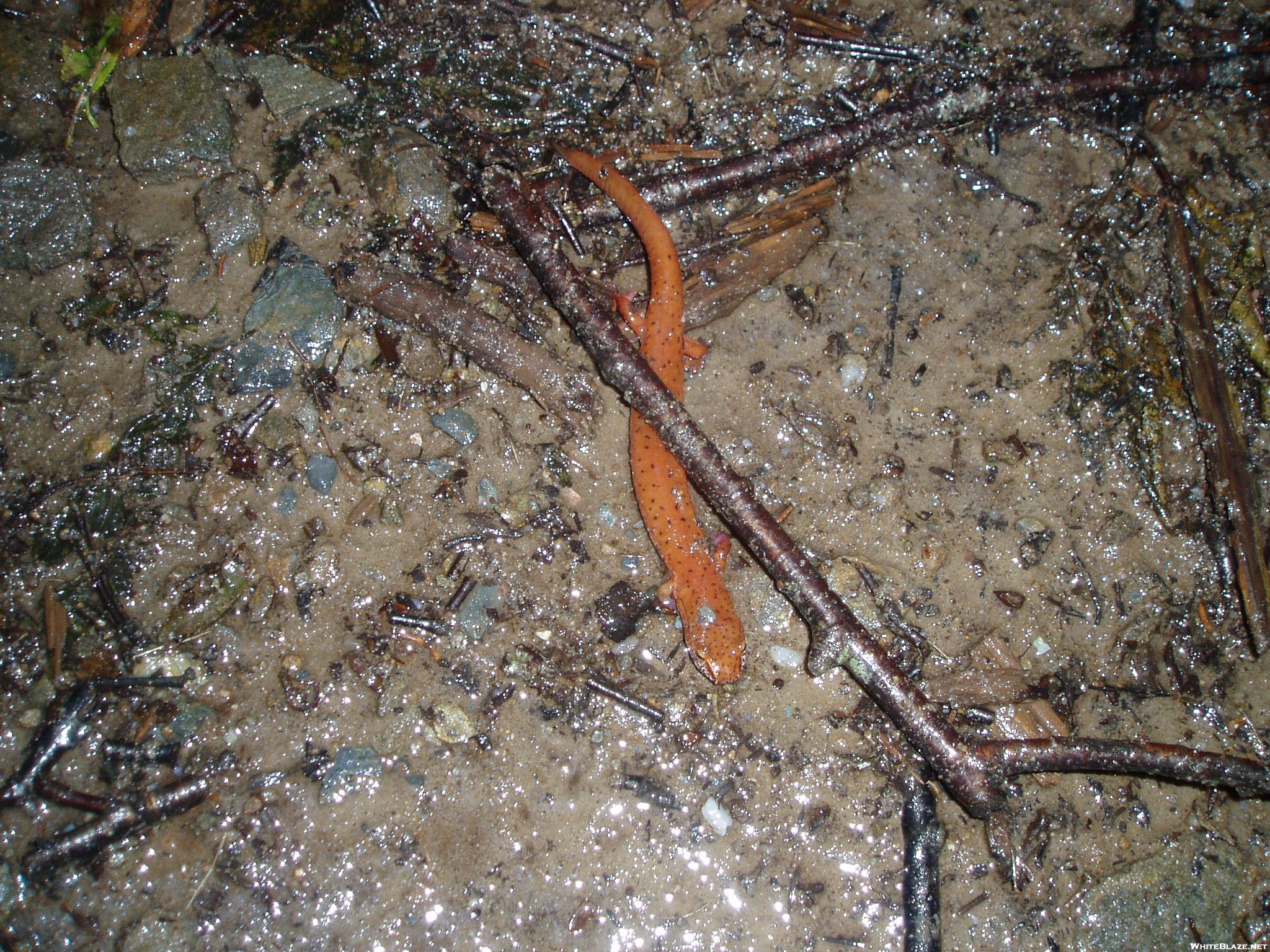 Northern Red Salamander