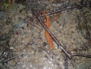 Northern Red Salamander