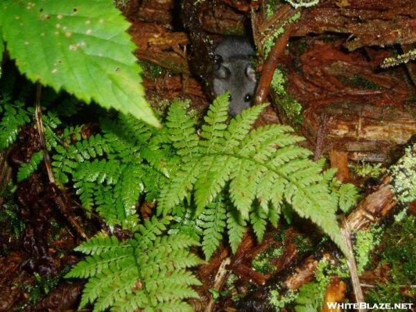 Smoky Mountains Mouse