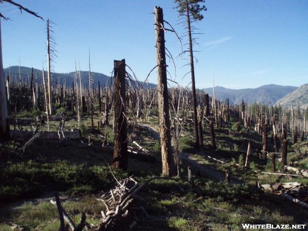 Burnt area just south of Red's Meadow on the PCT/JMT