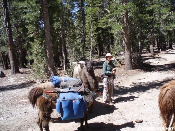 PCT Trail Maintainer with Llamas