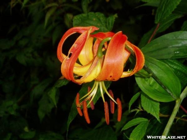 Turk\'s Cap Lily