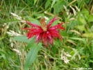 Bee Balm by MOWGLI in Flowers