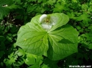 Trillium by MOWGLI in Wildlife and Flower Galleries