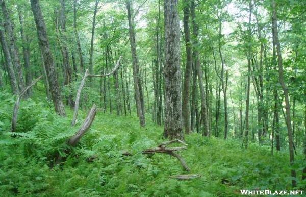 Forest near top of Powell Mountain - Georgia