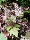 Foamflower