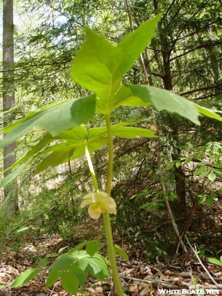 Mayapple in bloom