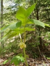 Mayapple in bloom by MOWGLI in Wildlife and Flower Galleries