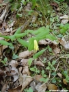 Bellwort by MOWGLI in Wildlife and Flower Galleries