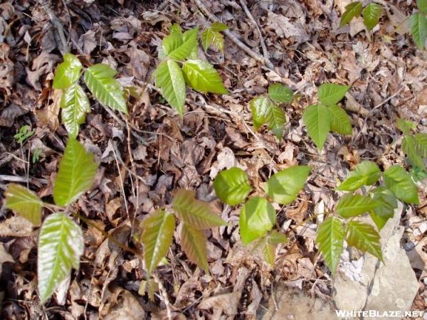 Poison Ivy