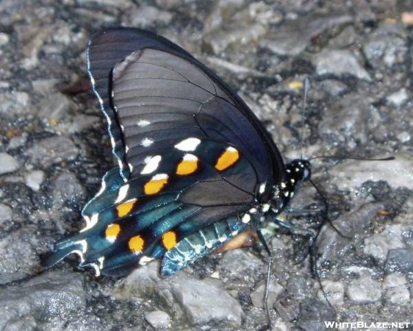 Pipevine Swallowtail butterfly